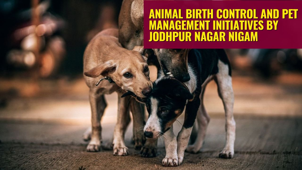 Animal Birth Control