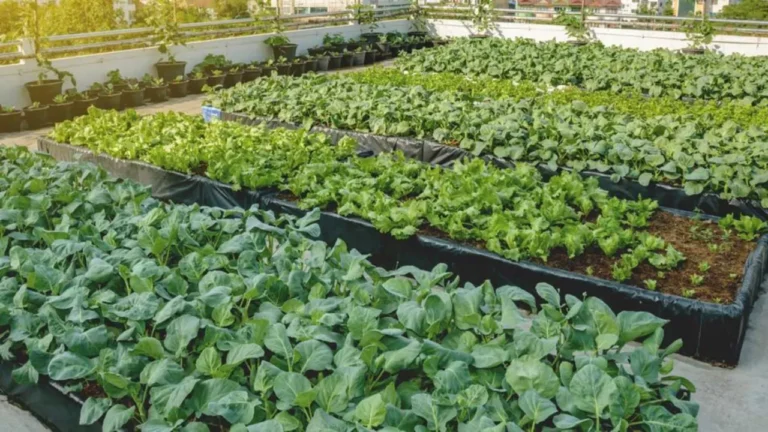 Jodhpur Nagar Nigam’s Mission to Green the City with Urban Farming