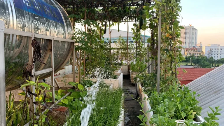 Jodhpur Nagar Nigam’s Rooftop Greening Movement